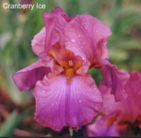 Iris - Cranberry Ice