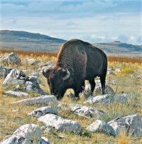 Bison ~ Antelope Island