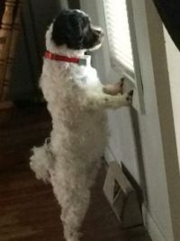 Watching the cats