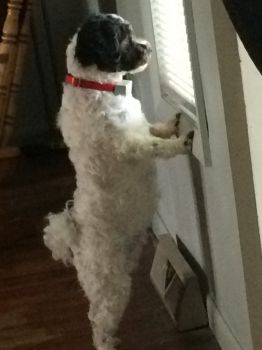 Watching the cats