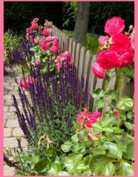 In my brother's garden. In mijn broers tuin.