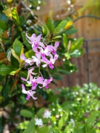 In Pat's Back Yard