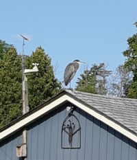 Heron's fishing post