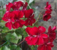 Geraniums