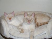 Kalea & Gizmo (left & right, respectively)