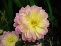 Dahlia 1