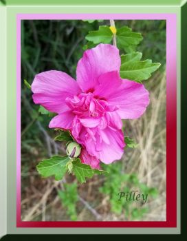 hibiscus.rose of sharon. 8.7.19.