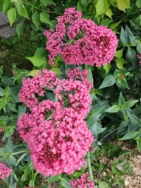 Centranthus-Kedi Otu Çiçeği