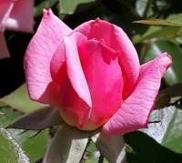 PINK BEAUTY