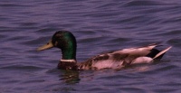 Mallard