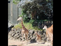 Baby Giraffe Auckland Zoo