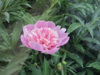 Pink Peonie