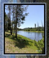 Theme: trees on the firehole river