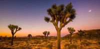Joshua Trees-typical along US 95 for Helenpuz