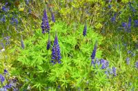 Lupins and Bluebells