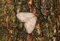 Male winter moth - Operophtera brumata (kleine wintervlinder man)