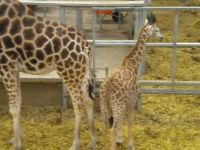 Blackpool Zoo Young Giraffe