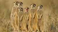 a small gang of meerkats