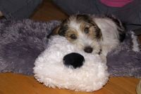 Jester, the PBGV puppy