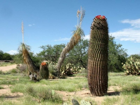 6' tall barrel cactus near Green Valley, AZ
