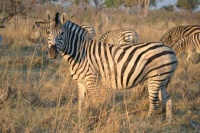 Zebra -- Botswana