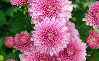 big pink mums