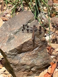 Rocky dragonfly