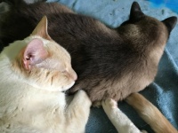 Thor using Smokey for a pillow