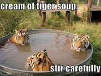 Cream of tiger soup