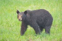 Bear close up