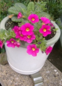 Seasonal Nature - Summer - Garden - Potted Flowering Plant (Resize: 12 - 285 Pieces)
