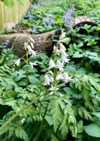White Bluebells