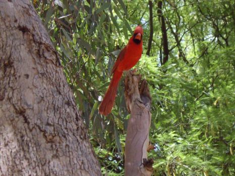 arboretum red cardinal