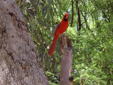 arboretum red cardinal