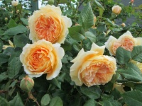 růže Princezna Margareta