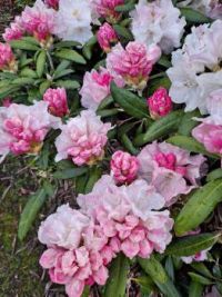 rhododendron yakushimanum buds and blooms