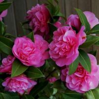 Camellias (Mar17P19)