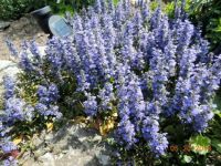 Ajuga blooming nicely