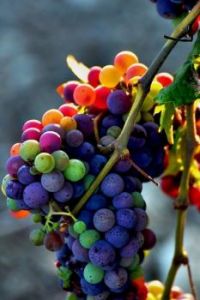 Grapes of Goodness