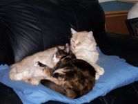 Calico and CareBear "He's a great pillow"