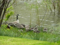 Mom & Babies-Asotin, WA