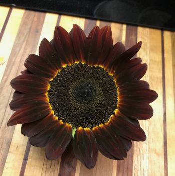 ONE OF OUR SUNFLOWERS 2018