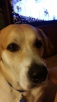 Sammy Loves the Red Wings