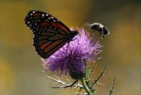 Viceroy and Bumble bee