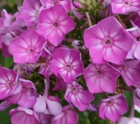 Phlox