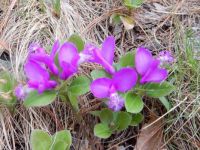 Fringed Polygala for Suzy