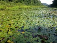 Innisfree Garden Millbrook, NY