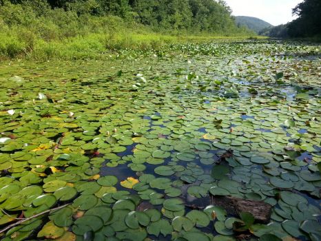 Innisfree Garden Millbrook, NY