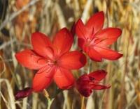 River Lily   (Hesperantha coccinea)