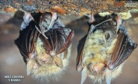 Bats in Malta. 8.